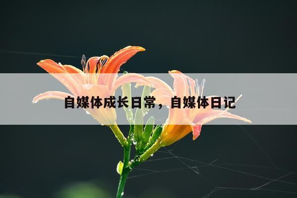 自媒体成长日常，自媒体日记