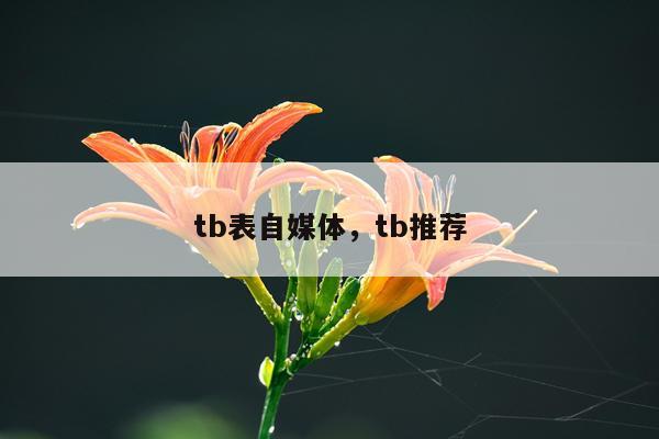 tb表自媒体，tb推荐