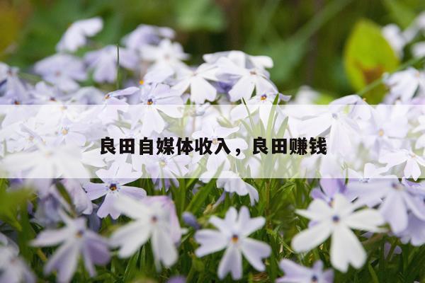 良田自媒体收入，良田赚钱