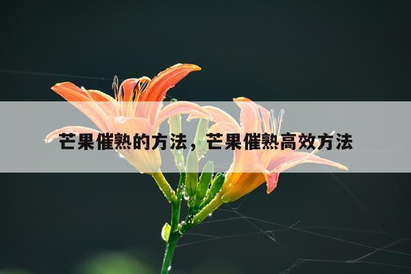 芒果催熟的方法，芒果催熟高效方法