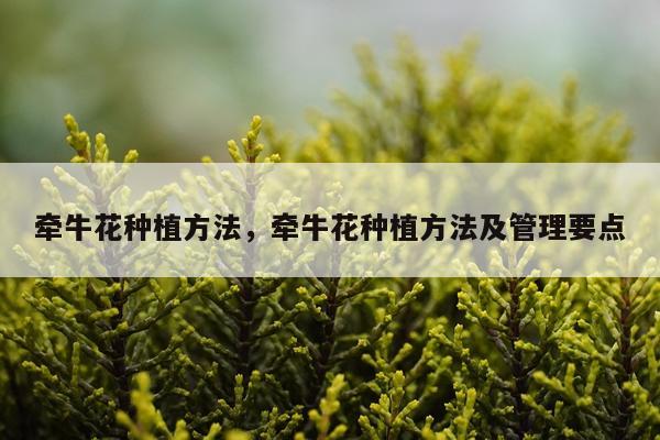 牵牛花种植方法，牵牛花种植方法及管理要点