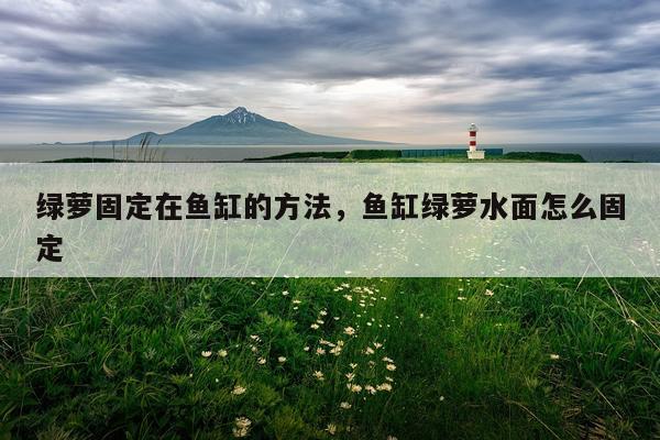 绿萝固定在鱼缸的方法，鱼缸绿萝水面怎么固定