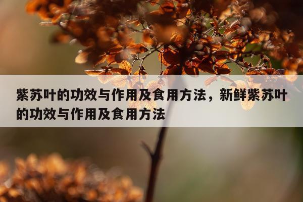 紫苏叶的功效与作用及食用方法,新鲜紫苏叶的功效与作用及食用方法